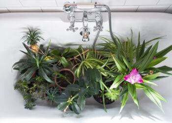 La cura delle piante quando andiamo in vacanza, 10 consigli utilissimi