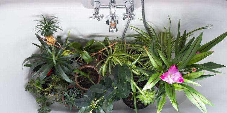 La cura delle piante quando andiamo in vacanza, 10 consigli utilissimi