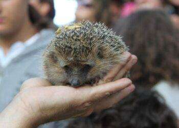 Riccio decapitato a P.Torres, animalisti mettono una taglia