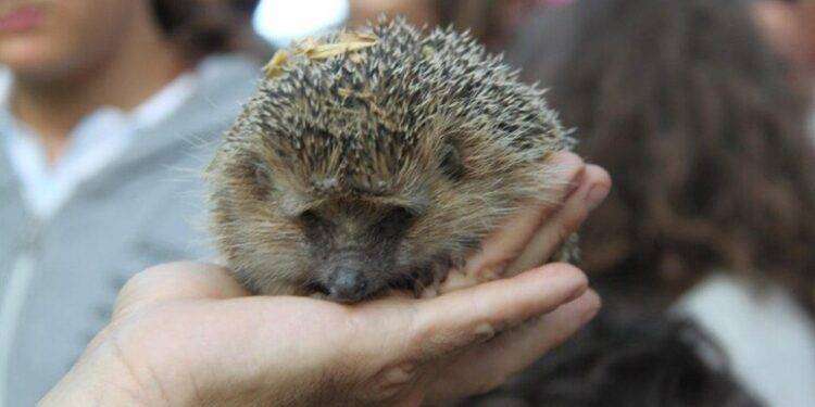 Riccio decapitato a P.Torres, animalisti mettono una taglia