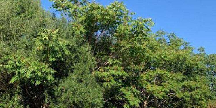 Anziano ucciso a bastonate e bruciato, attesa per interrogatorio