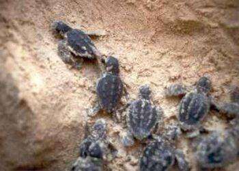 Tartaruga Caretta Caretta, si sono schiuse 70 uova al Poetto: le immagini