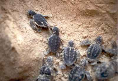 Tartaruga Caretta Caretta, si sono schiuse 70 uova al Poetto: le immagini