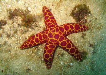 Cosa fare quando incontri una stella marina