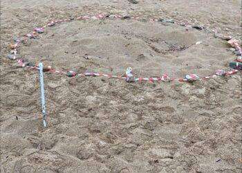 Tartaruga marina deposita 123 uova in spiaggia sud Sardegna