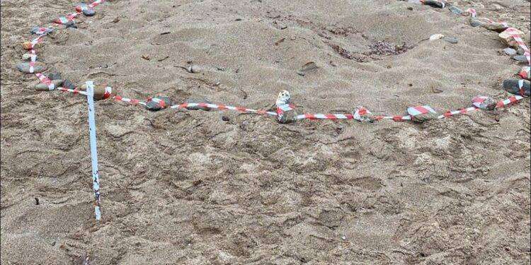 Tartaruga marina deposita 123 uova in spiaggia sud Sardegna