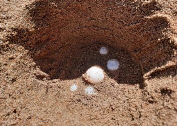 Tartarughe marine, è record di nidi