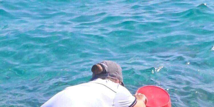 Pesca ricci di mare, sanzionato un turista a Golfo Aranci