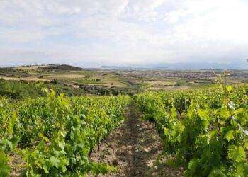 Vendemmia 2023: meno uva ma di ottima qualità nell’Isola