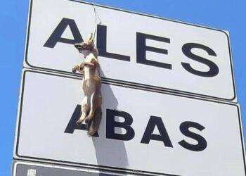 Volpe impiccata su cartello stradale, foto choc in Sardegna