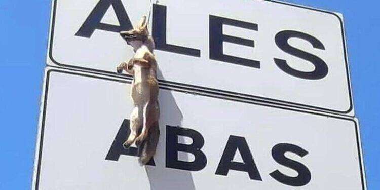 Volpe impiccata su cartello stradale, foto choc in Sardegna