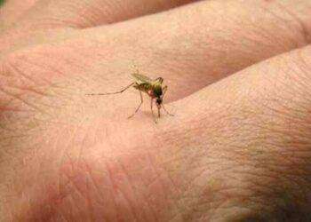 Febbre del Nilo, zanzare positive al virus nell’Oristanese