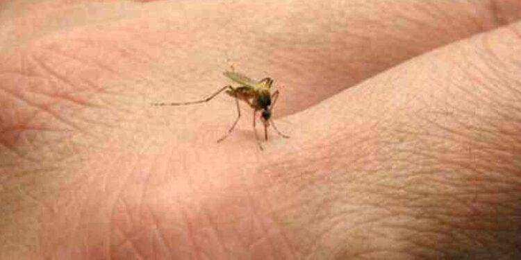 Febbre del Nilo, zanzare positive al virus nell’Oristanese