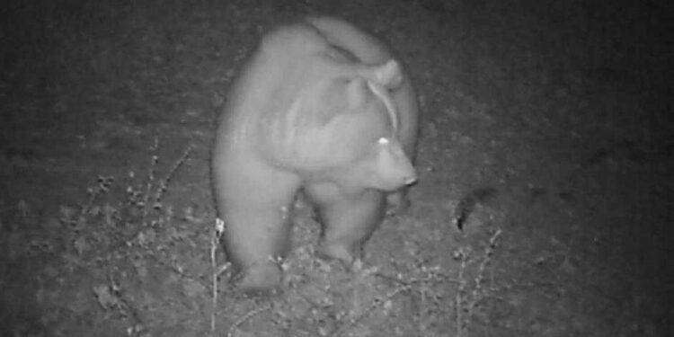 Il Tar di Trento blocca il “delirio omicida” dei leghisti verso l’orsa F36