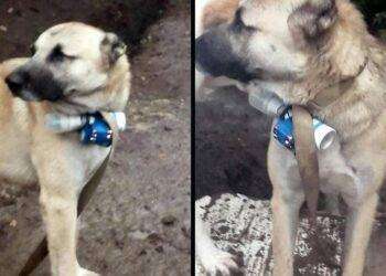 “Armeni usano cane kamikaze per attaccate esercito dell’Azerbaigian”