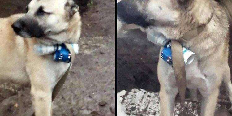 “Armeni usano cane kamikaze per attaccate esercito dell’Azerbaigian”