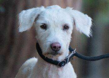 Amanda cerca una nuova casa per lasciare il Canile Comunale di Cagliari