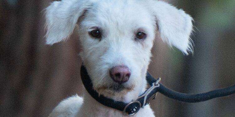 Amanda cerca una nuova casa per lasciare il Canile Comunale di Cagliari