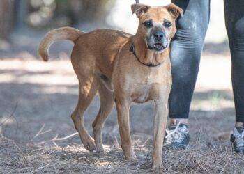 Brutus e gli altri amici a quattro zampe cercano una nuova casa
