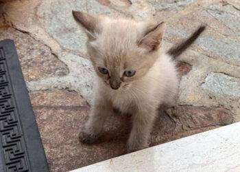 Perdono il gattino, il nonno offre minicrociera a chi lo ritrova