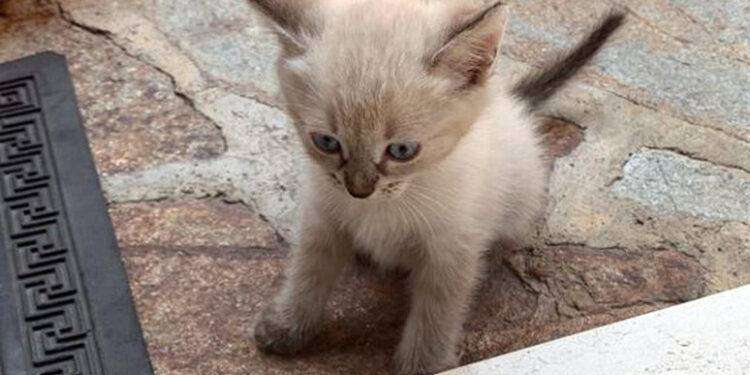 Perdono il gattino, il nonno offre minicrociera a chi lo ritrova