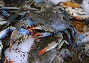 “Gambero Rosso” stronca il granchio blu