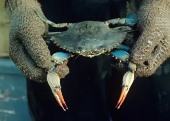 Granchio blu, gara di pesca per tutela ecosistemi lagunari