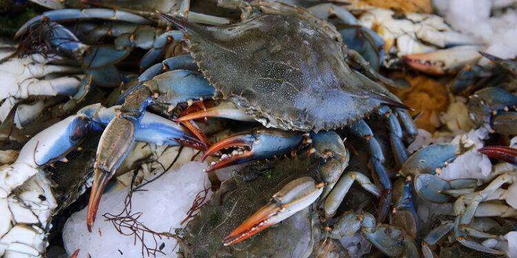 “Gambero Rosso” stronca il granchio blu