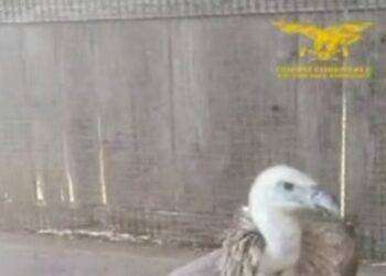 Grifone in difficoltà sulla 131 salvato da cittadini e Forestale