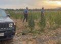 Maxi piantagione di marijuana, arrestato un 18enne