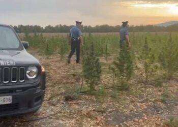 Maxi piantagione di marijuana, arrestato un 18enne