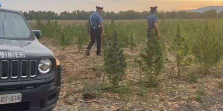 Maxi piantagione di marijuana, arrestato un 18enne