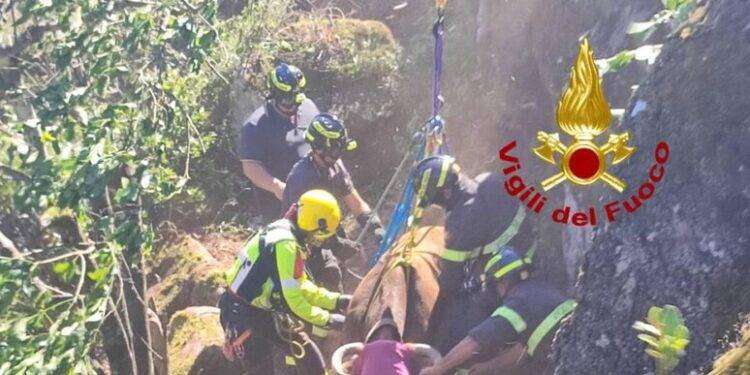 Una mucca finisce in un dirupo, recuperata con l’elicottero