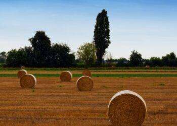 Agricoltura: assessore Satta, assegnate nuove risorse ai GAL per le strategie di sviluppo locale 2023-2027. Stanziati complessivamente oltre 50 milioni di euro