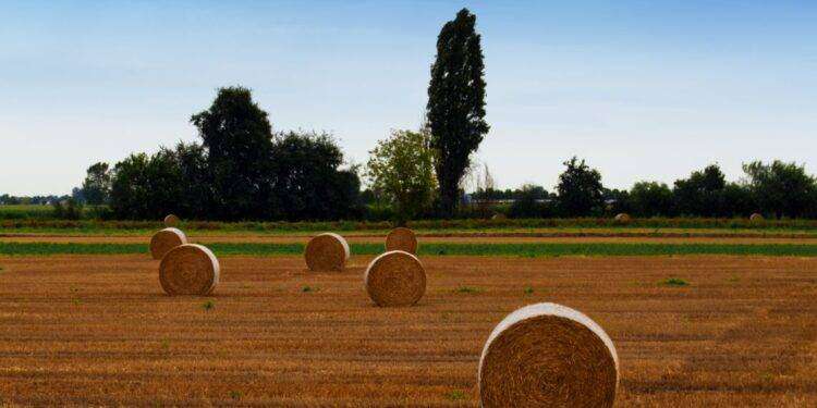 Agricoltura: assessore Satta, assegnate nuove risorse ai GAL per le strategie di sviluppo locale 2023-2027. Stanziati complessivamente oltre 50 milioni di euro