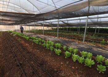 Agricoltura bio cresce del 9% sul mercato interno, export +8%