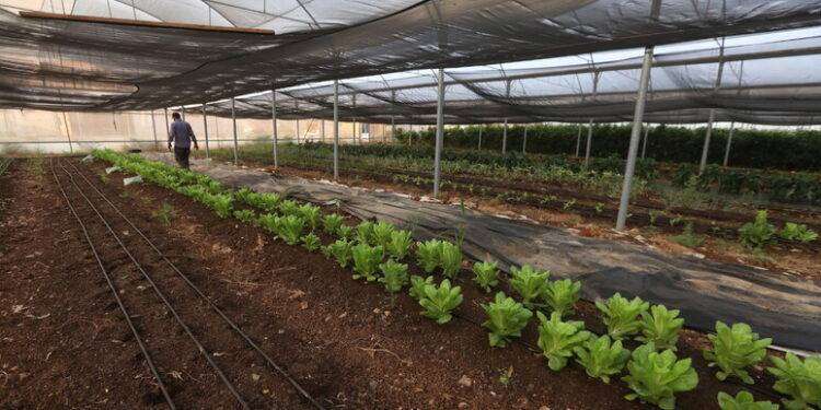 Agricoltura bio cresce del 9% sul mercato interno, export +8%