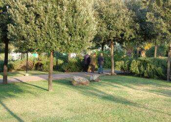 Cagliari, nuova strage di alberi programmata dal Comune