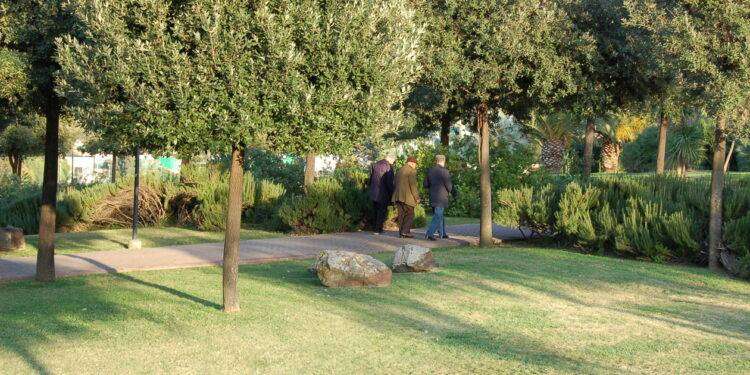 Cagliari, nuova strage di alberi programmata dal Comune