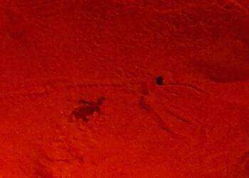 Nuova schiusa di uova Caretta Caretta in spiaggia a Cagliari