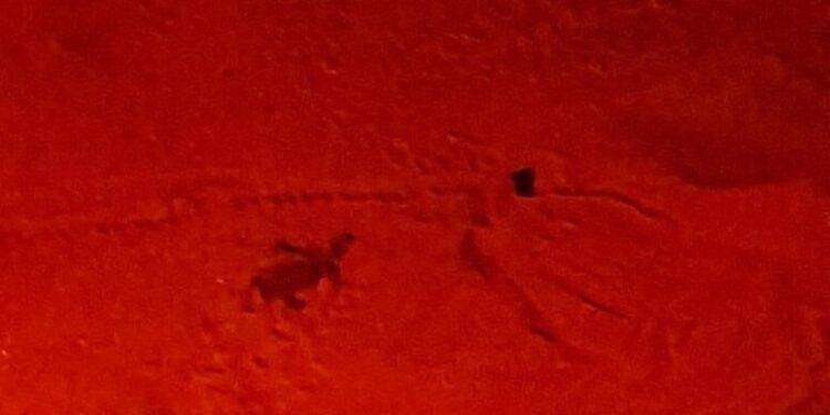 Nuova schiusa di uova Caretta Caretta in spiaggia a Cagliari