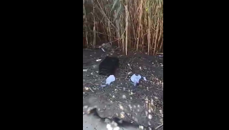 Video denuncia, degrado e rifiuti al Quartiere Europeo