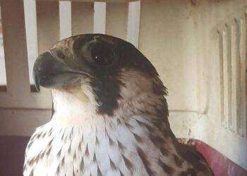 Ferito dai pallini, carabinieri salvano un falco pellegrino