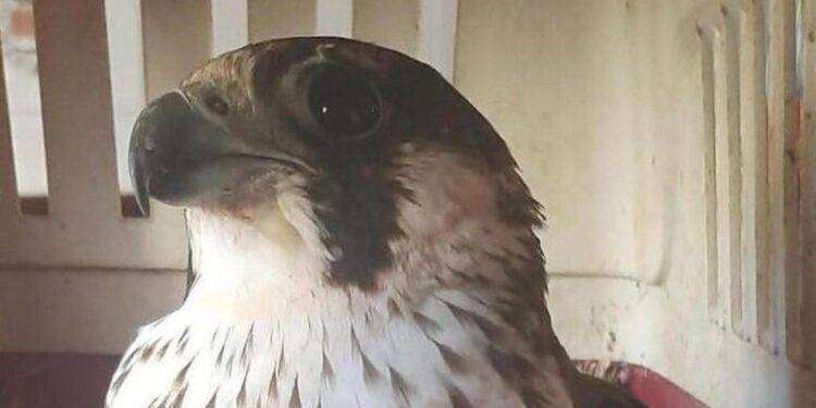 Ferito dai pallini, carabinieri salvano un falco pellegrino