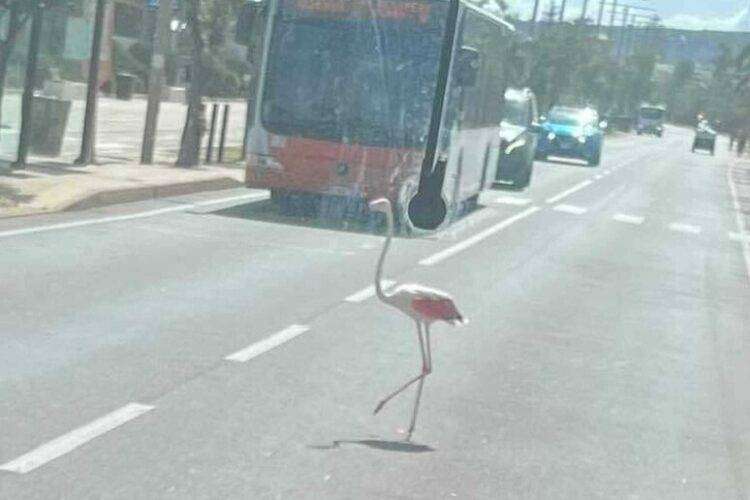 Fenicottero al Poetto, le immagini diventano virali