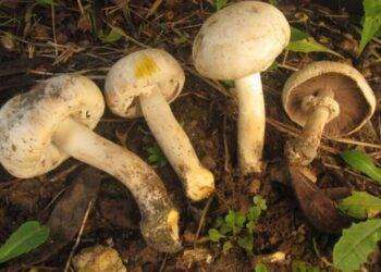 Asl Cagliari avvia servizio per la verifica dei funghi raccolti