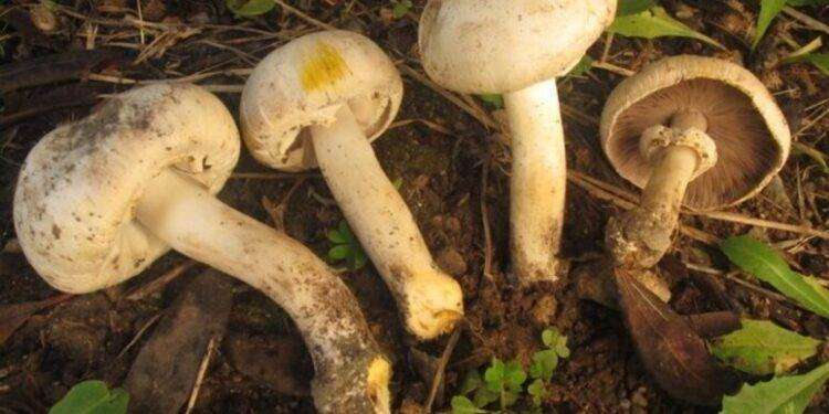 Asl Cagliari avvia servizio per la verifica dei funghi raccolti