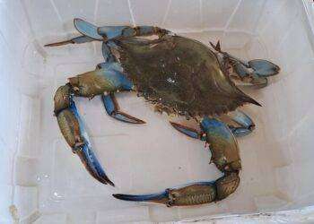 In arrivo 10 milioni per il contenimento del granchio blu