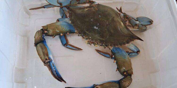 In arrivo 10 milioni per il contenimento del granchio blu