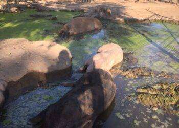 Pavia, al Rifugio Cuori Liberi i maiali rischiano l’abbattimento: appello contro l’uccisione